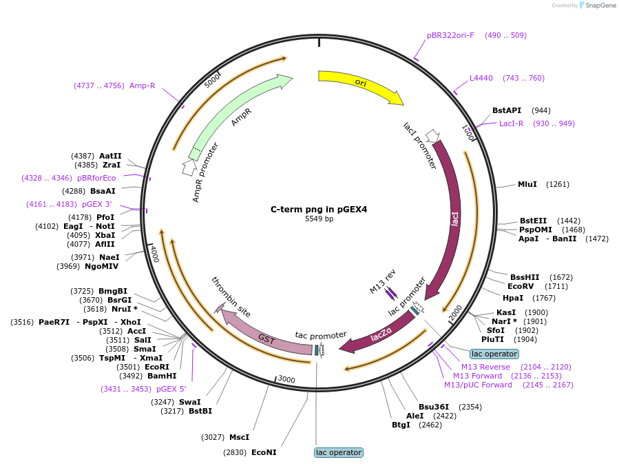 112975-plasmid-map-sequence-id-217754