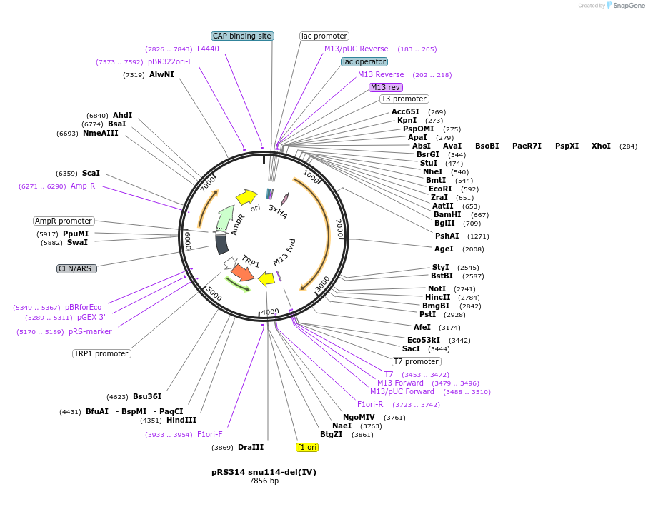 111321-plasmid-map-sequence-id-217756