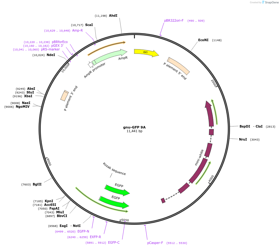 113006-plasmid-map-sequence-id-217762