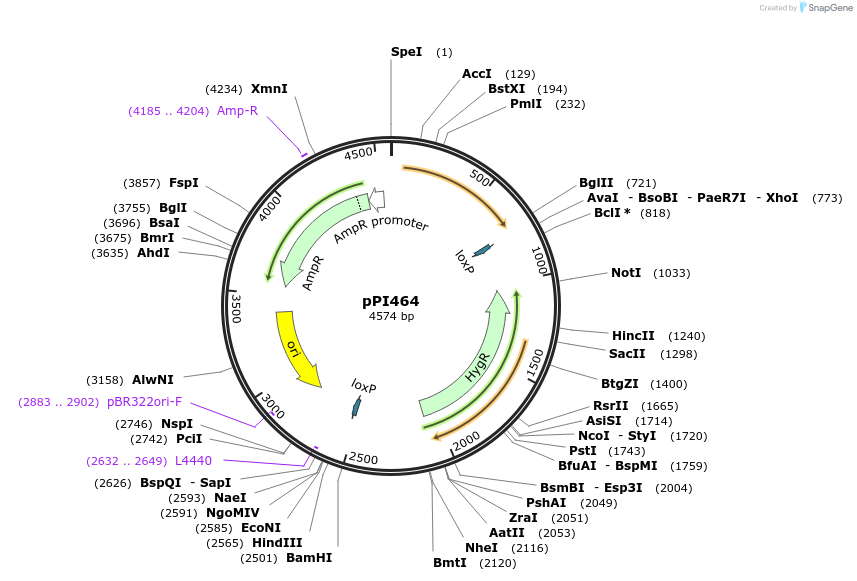 113216-plasmid-map-sequence-id-217768