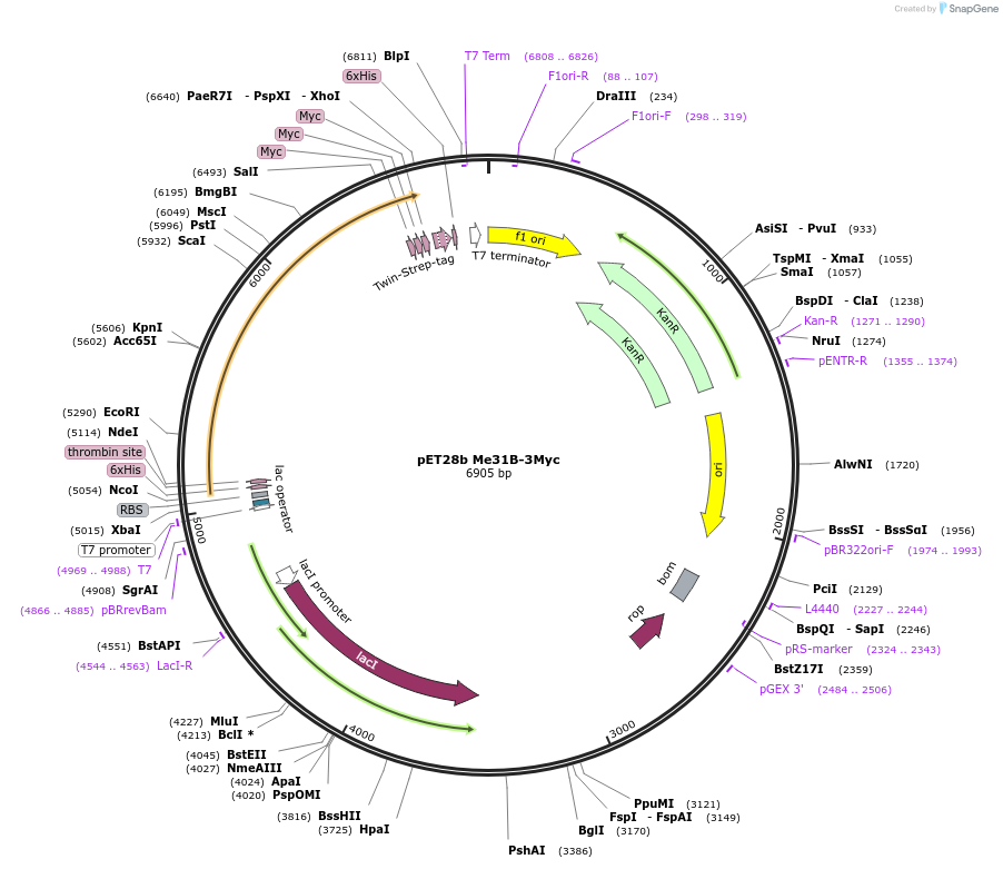 113001-plasmid-map-sequence-id-217769