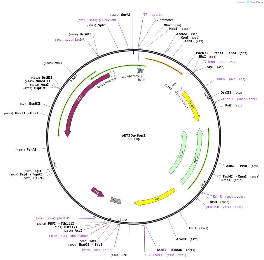 111349-plasmid-map-sequence-id-217773