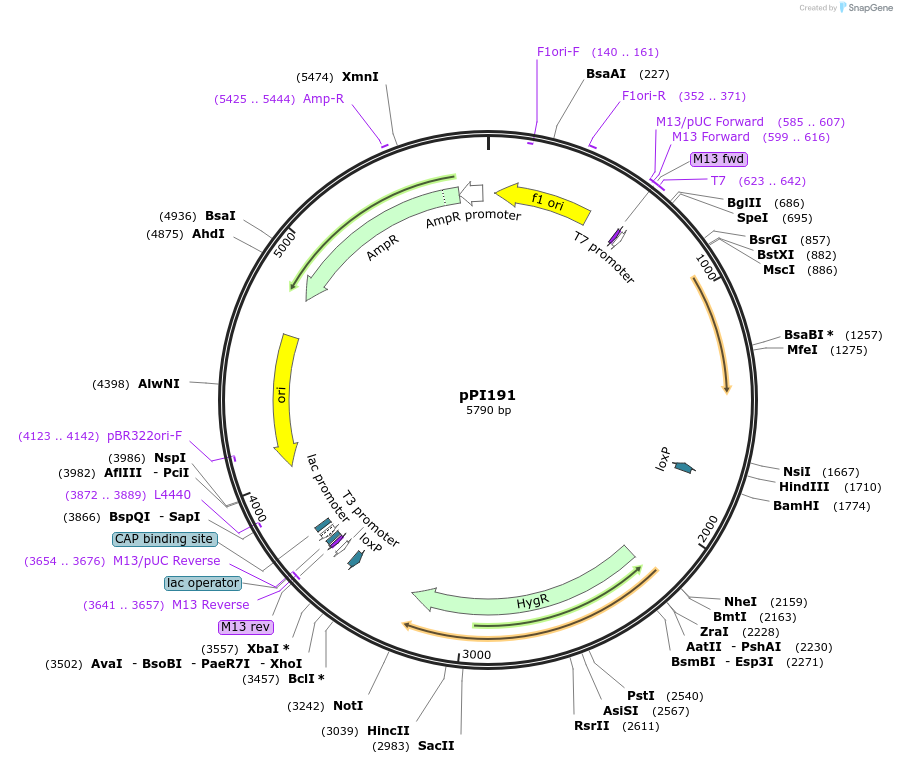 113218-plasmid-map-sequence-id-217779
