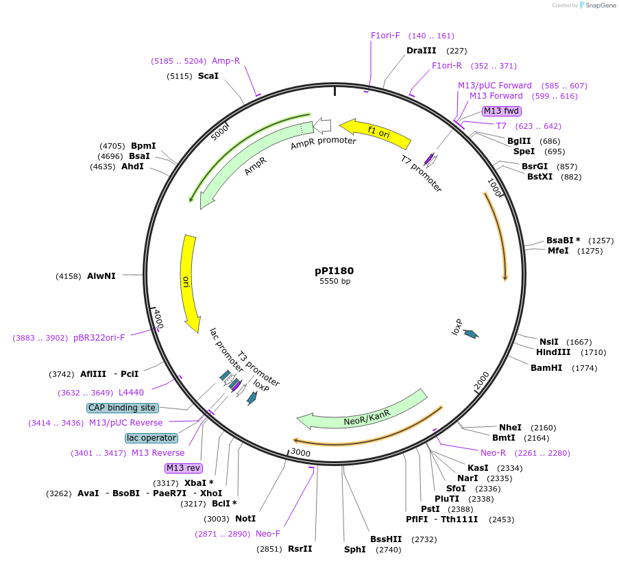 113222-plasmid-map-sequence-id-217784