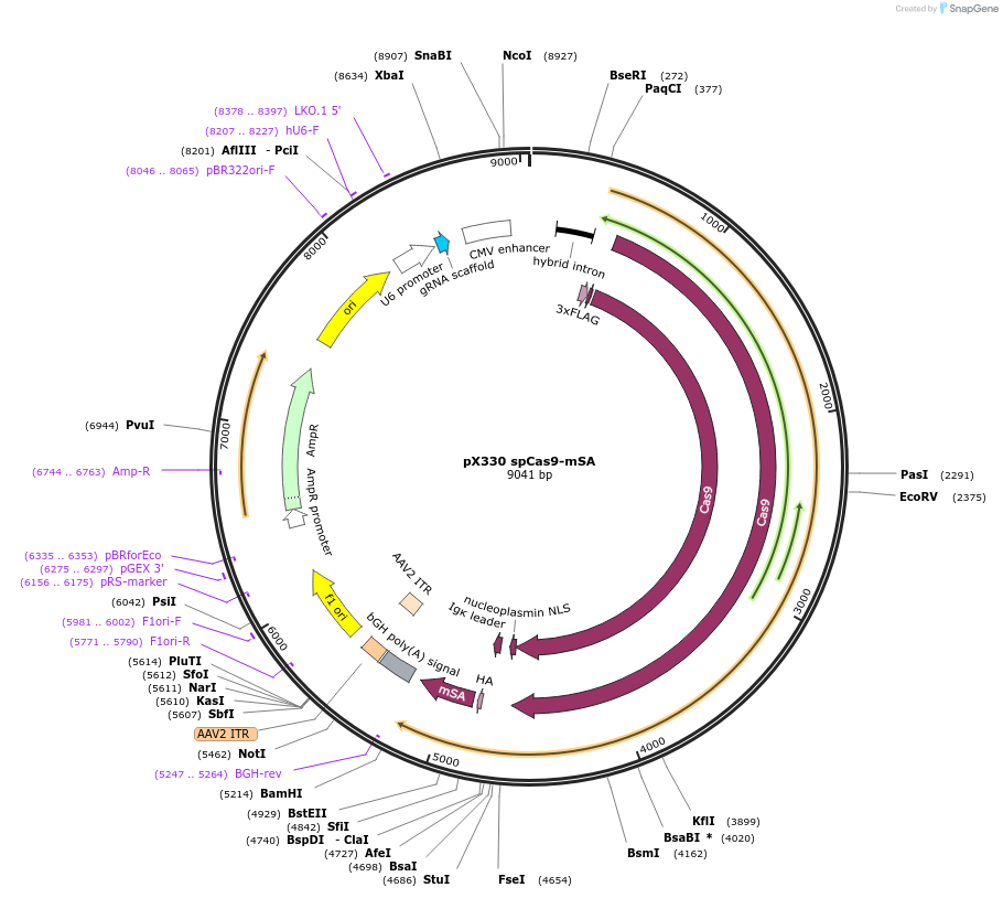 113096-plasmid-map-sequence-id-217790