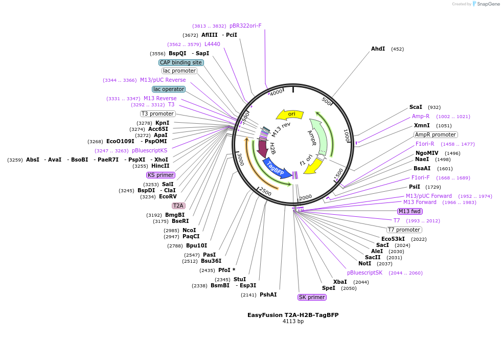 113086-plasmid-map-sequence-id-217814