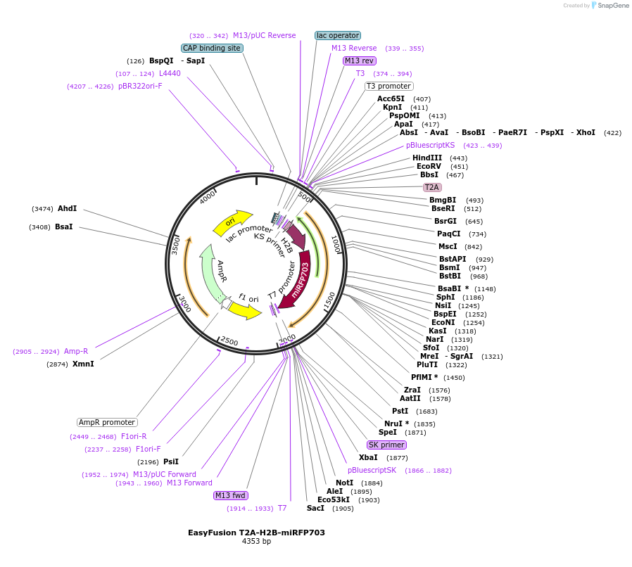 113097-plasmid-map-sequence-id-217816