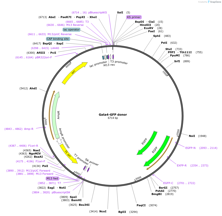113115-plasmid-map-sequence-id-217821