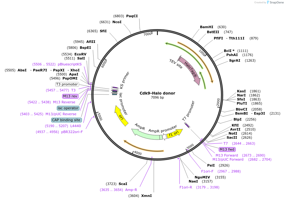 113113-plasmid-map-sequence-id-217822
