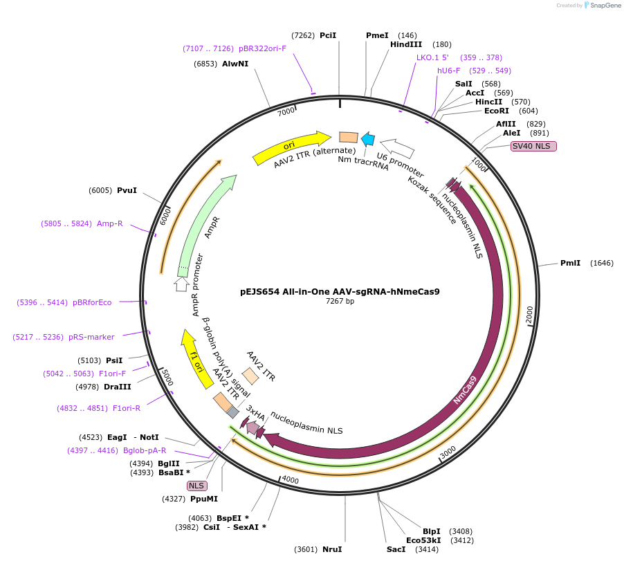 112139-plasmid-map-sequence-id-217823