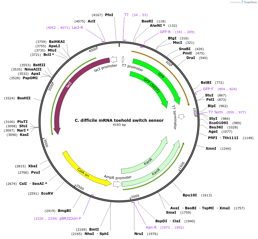 110714-plasmid-map-sequence-id-217847