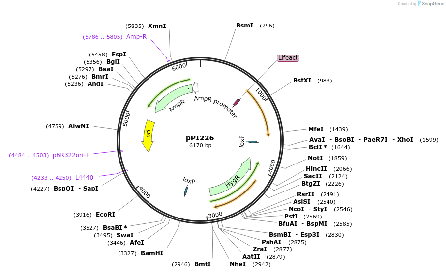 113228-plasmid-map-sequence-id-217848