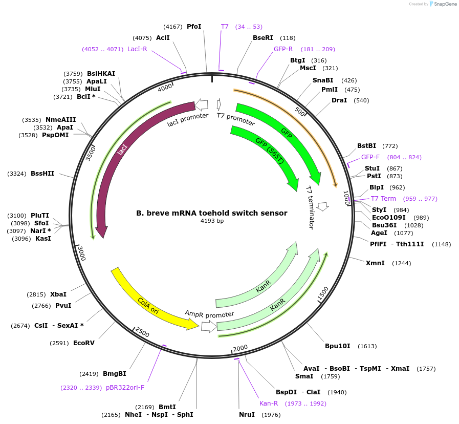 110711-plasmid-map-sequence-id-217853