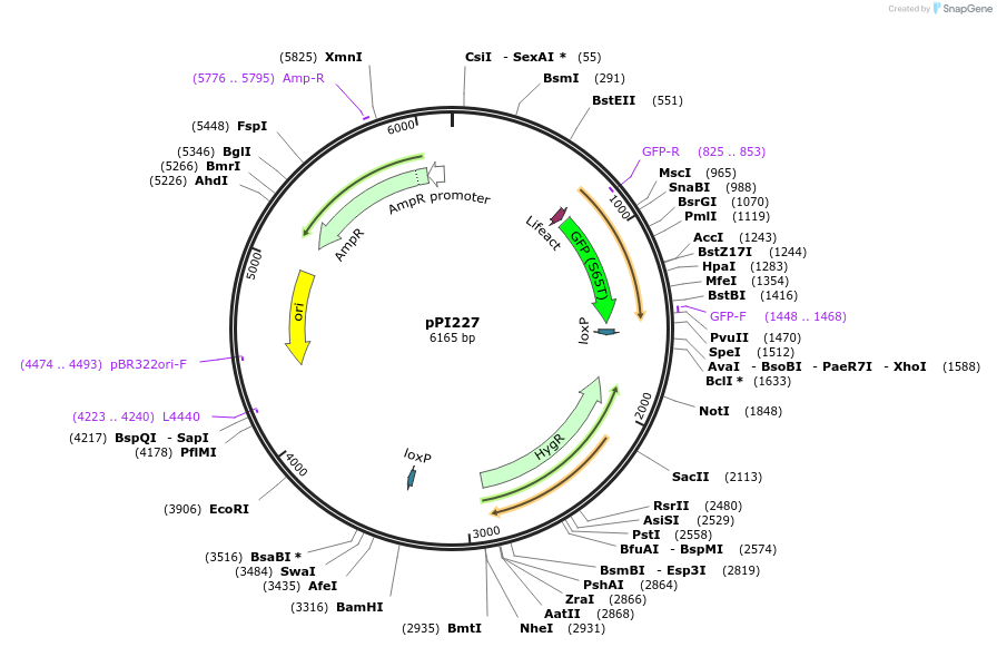 113231-plasmid-map-sequence-id-217854