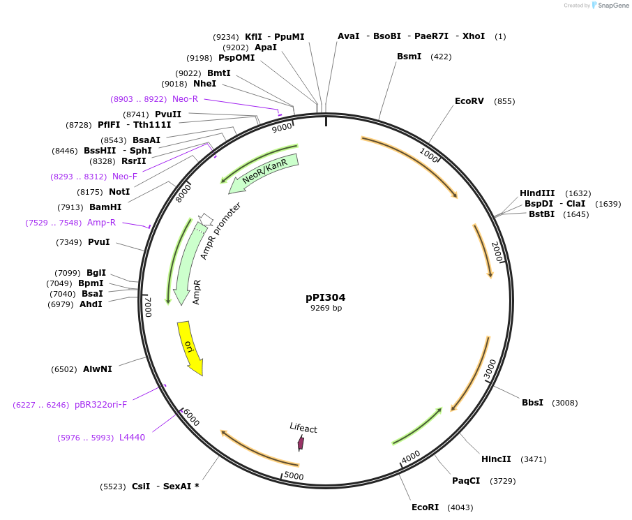 113232-plasmid-map-sequence-id-217859