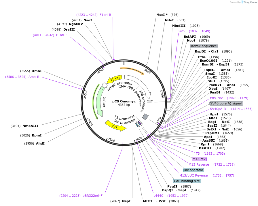 113164-plasmid-map-sequence-id-217861