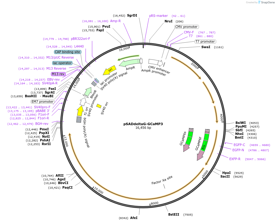 32644-plasmid-map-sequence-id-217864