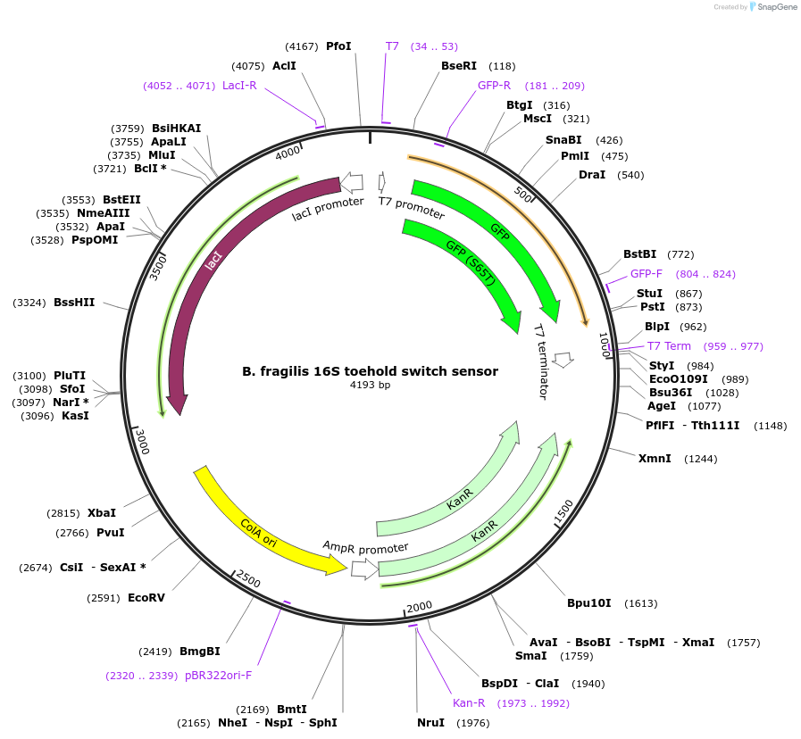 110696-plasmid-map-sequence-id-217885