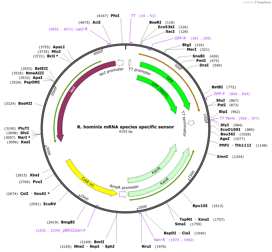 110713-plasmid-map-sequence-id-217890