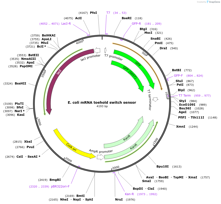 110708-plasmid-map-sequence-id-217892
