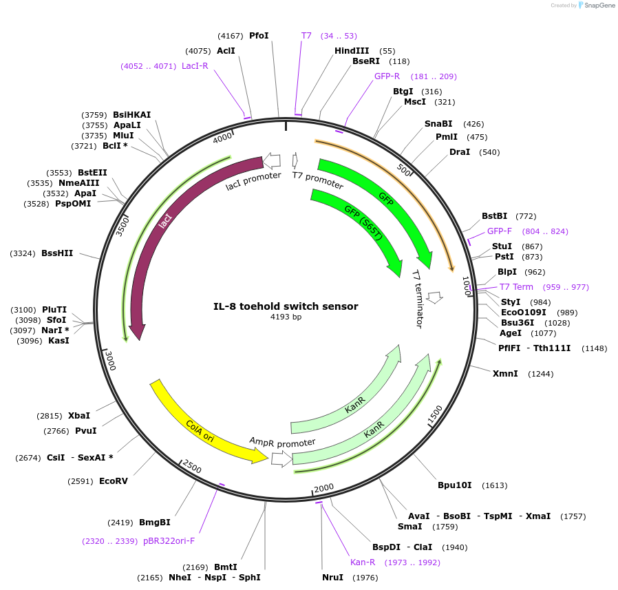 111908-plasmid-map-sequence-id-217893