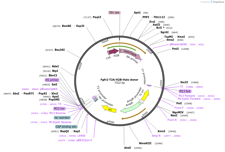 113117-plasmid-map-sequence-id-217896