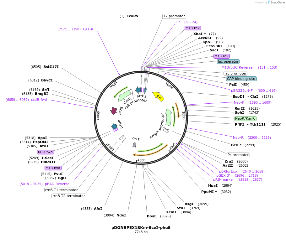 111610-plasmid-map-sequence-id-217897