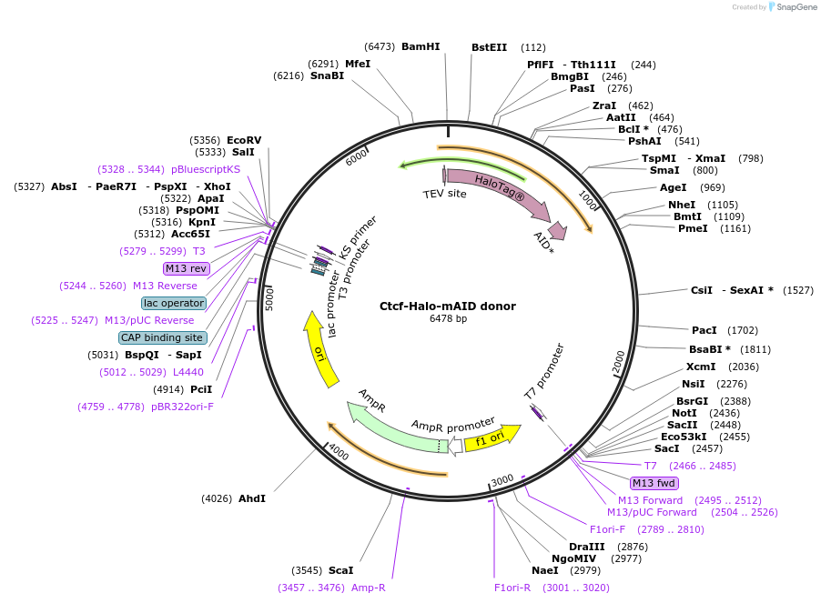 113103-plasmid-map-sequence-id-217898