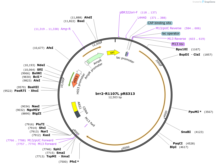 111416-plasmid-map-sequence-id-217900
