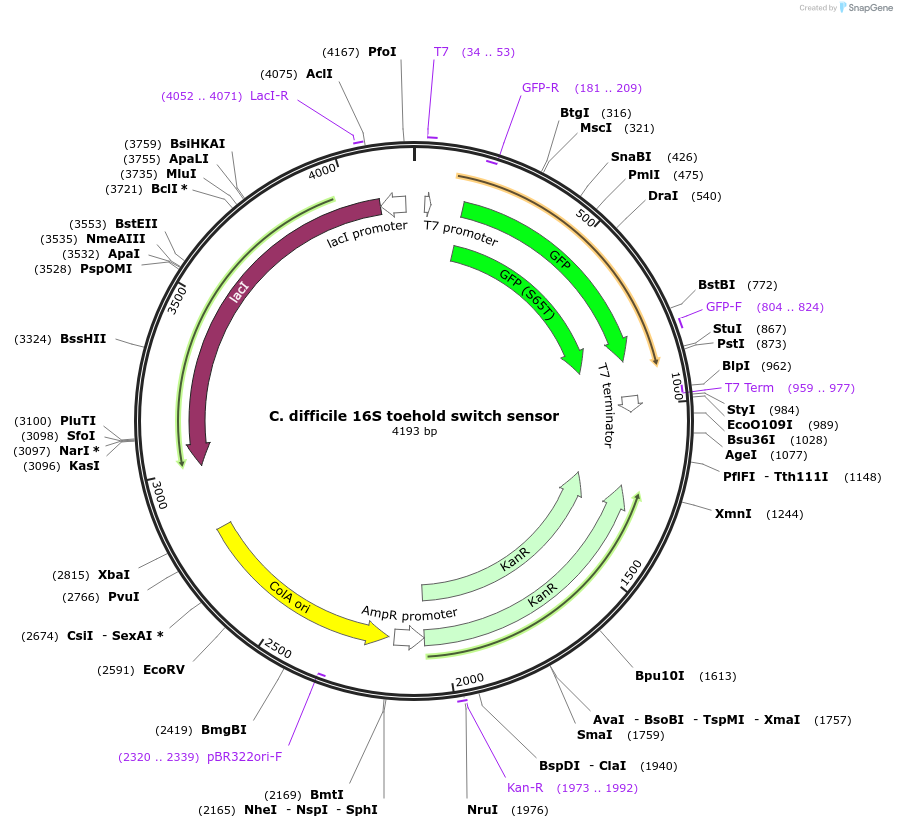 110704-plasmid-map-sequence-id-217903