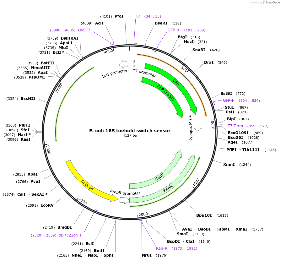 110698-plasmid-map-sequence-id-217906