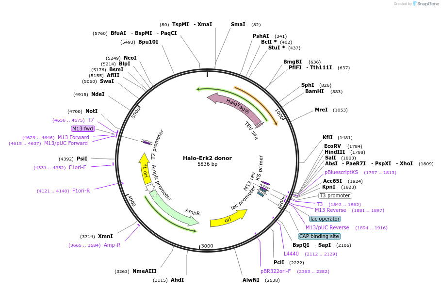 113104-plasmid-map-sequence-id-217907