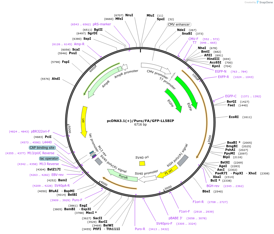 112829-plasmid-map-sequence-id-217931