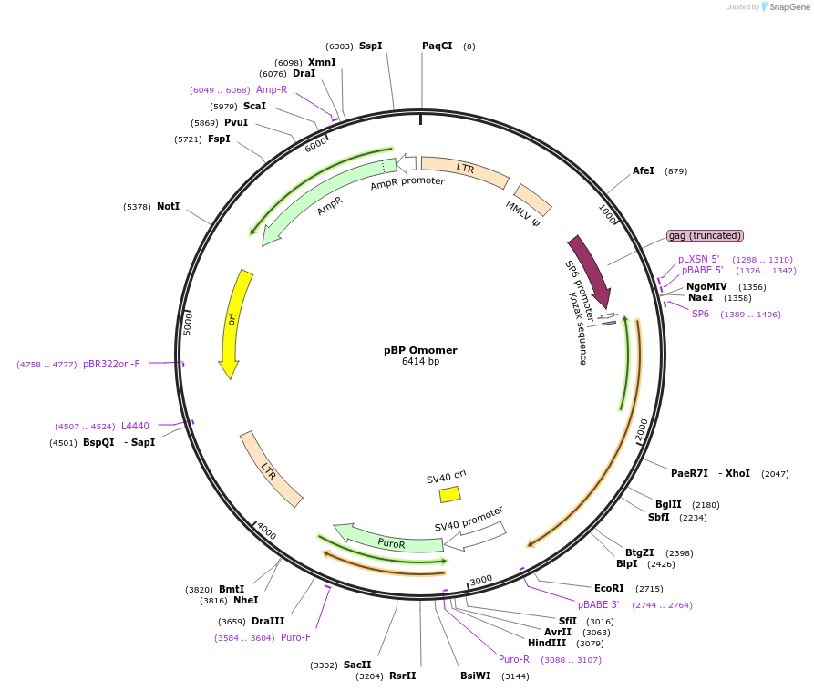 113169-plasmid-map-sequence-id-217942