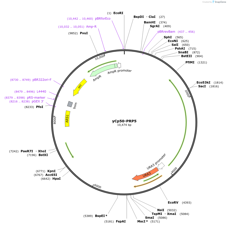 111303-plasmid-map-sequence-id-217943