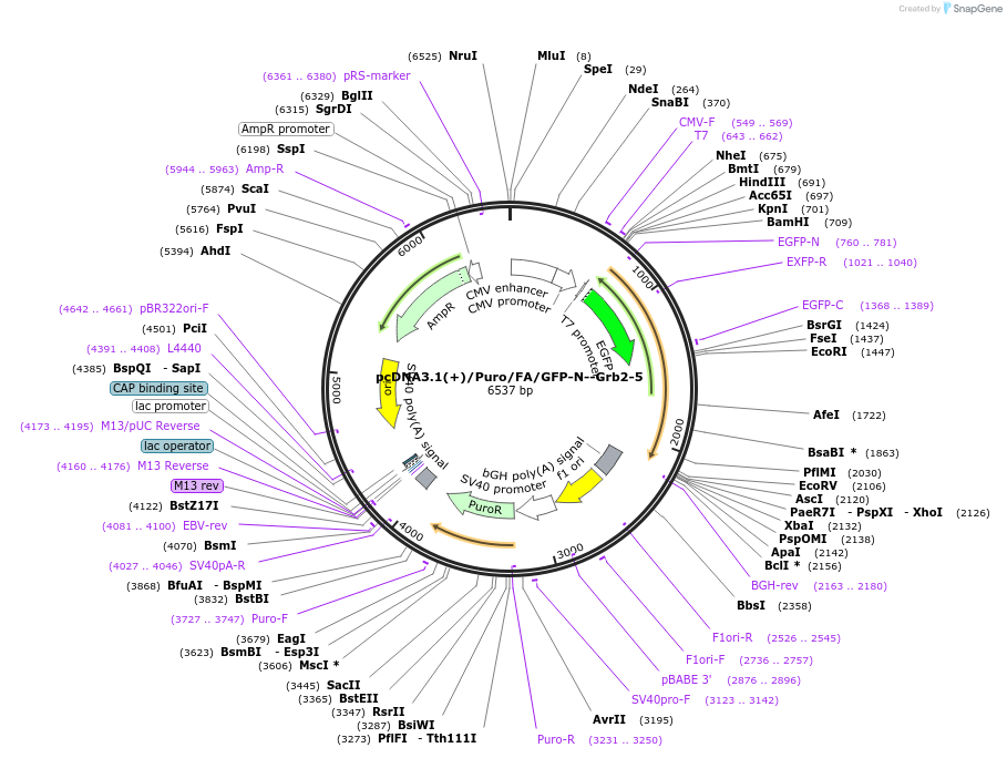 112840-plasmid-map-sequence-id-217944