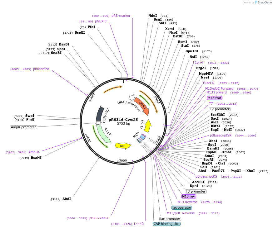 111343-plasmid-map-sequence-id-217945