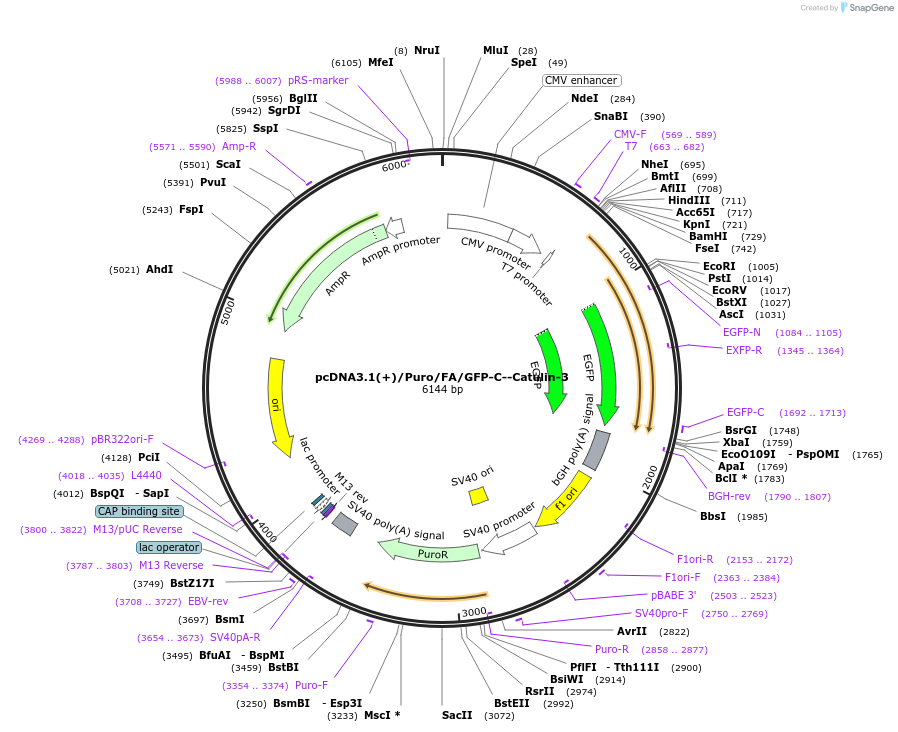 112843-plasmid-map-sequence-id-217947