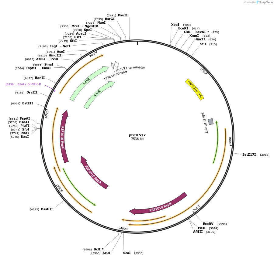 110605-plasmid-map-sequence-id-217970