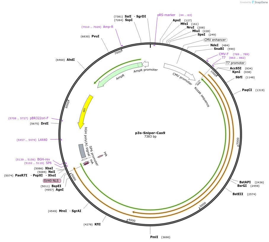 113912-plasmid-map-sequence-id-217972