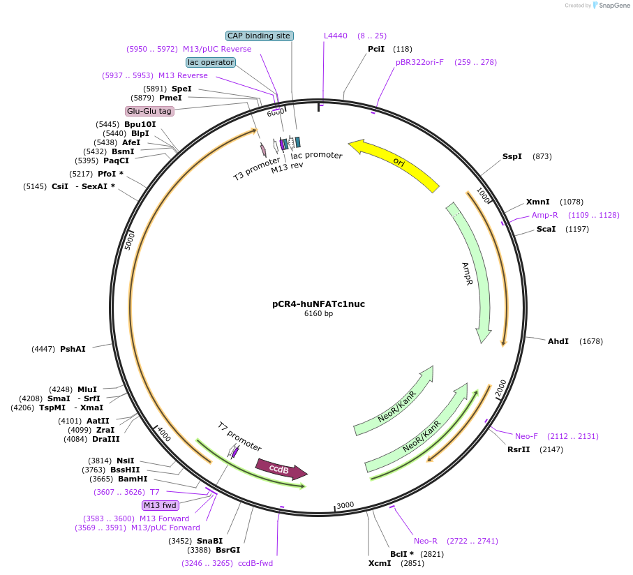 23988-plasmid-map-sequence-id-217974