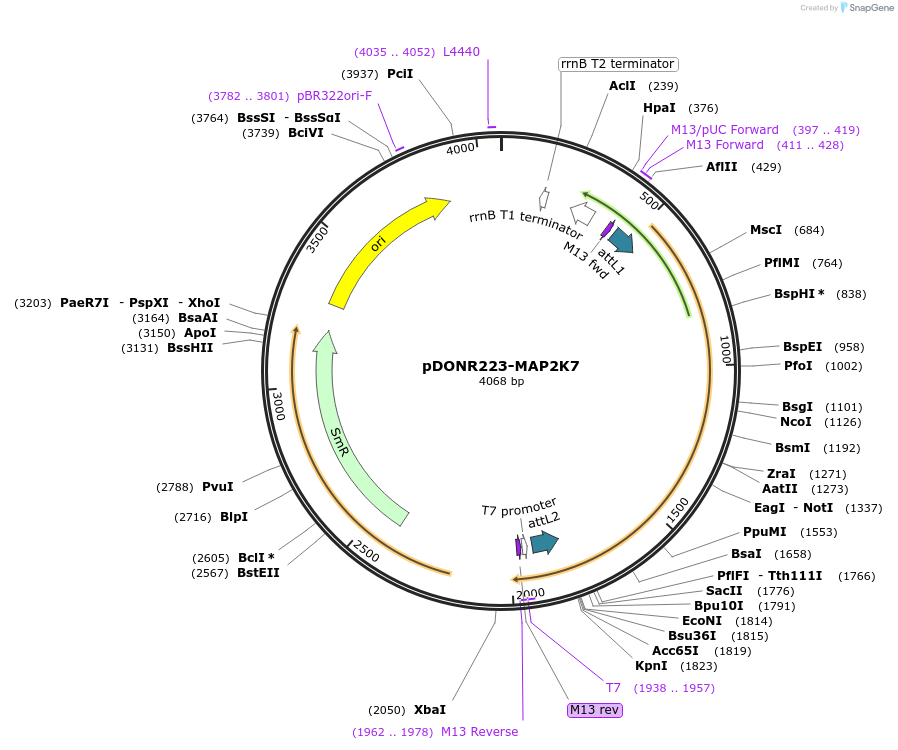 23798-plasmid-map-sequence-id-217975