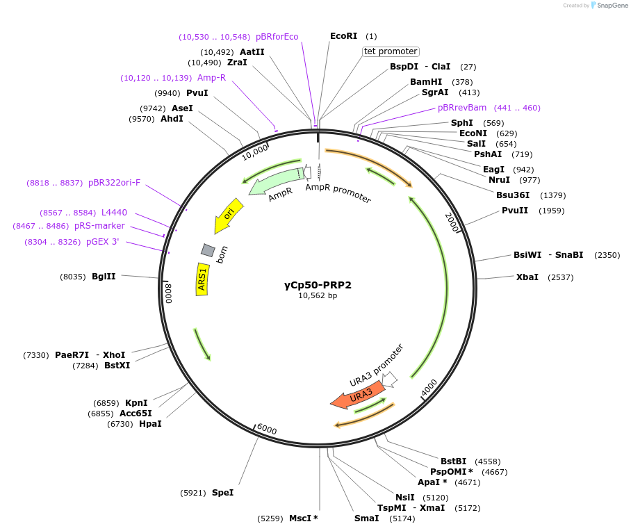 111304-plasmid-map-sequence-id-217977