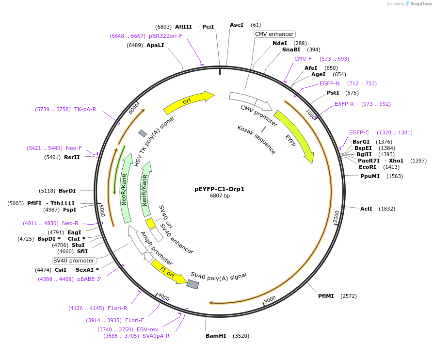 45160-plasmid-map-sequence-id-217982