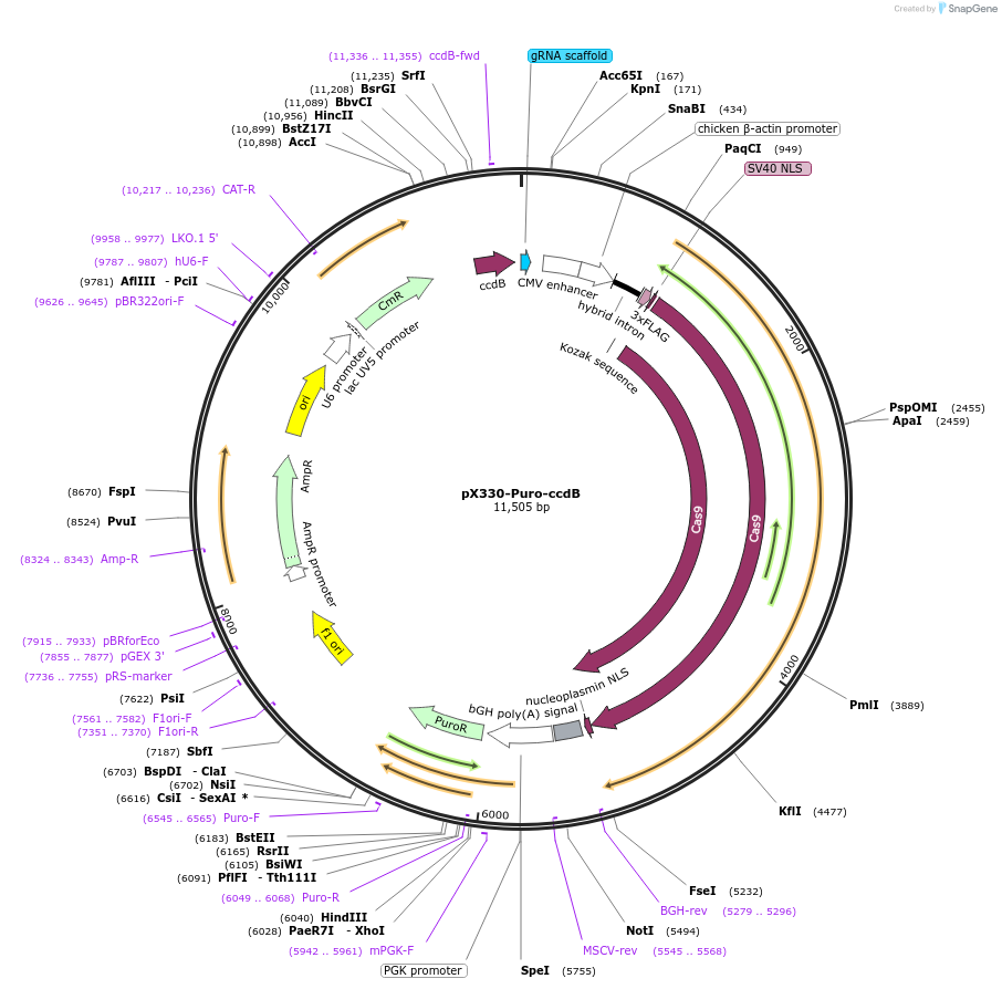 82580-plasmid-map-sequence-id-217985