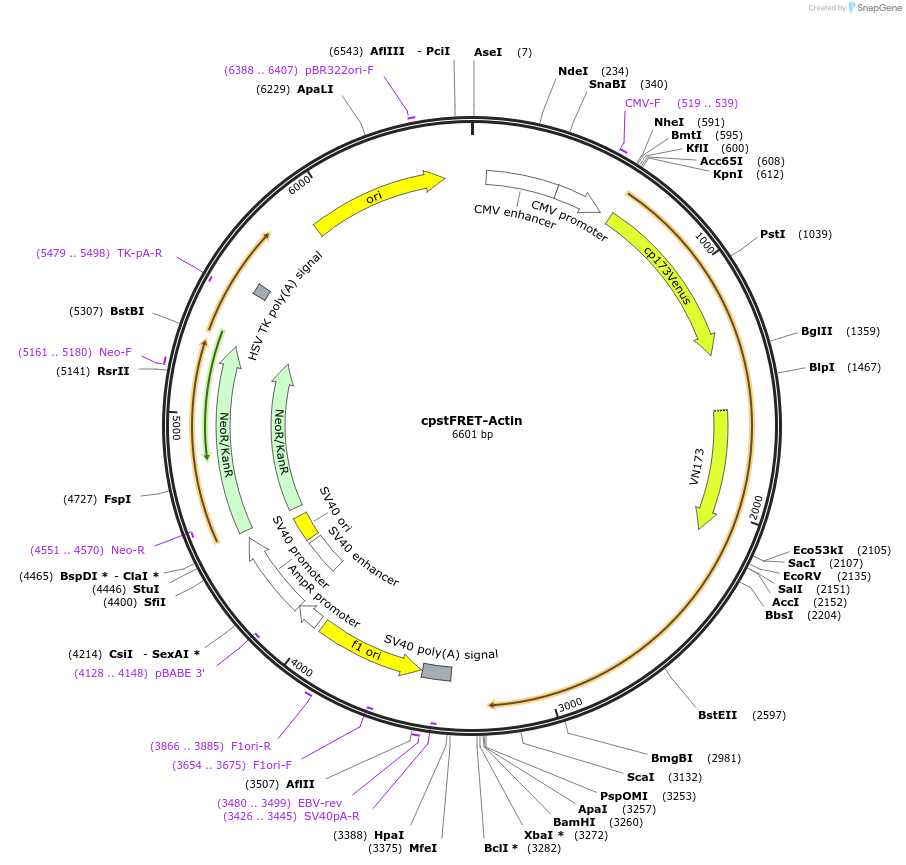 80644-plasmid-map-sequence-id-217987