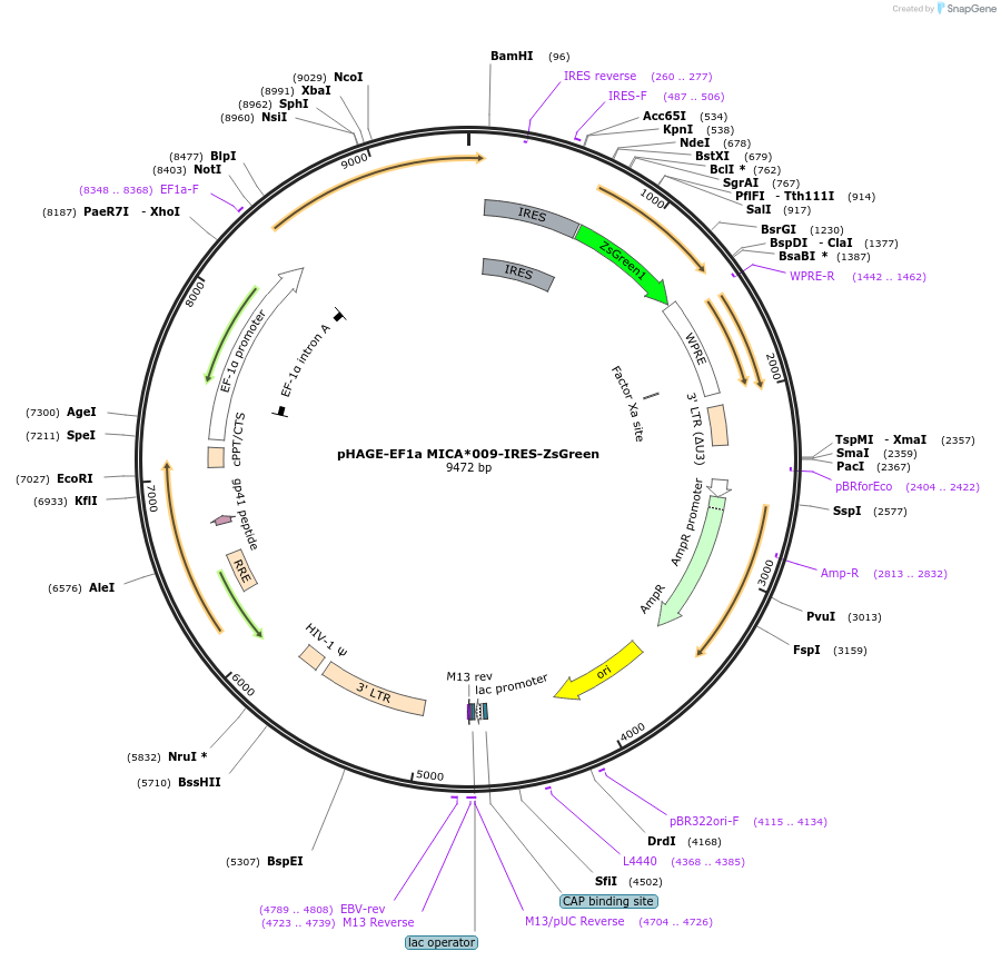 114007-plasmid-map-sequence-id-217991