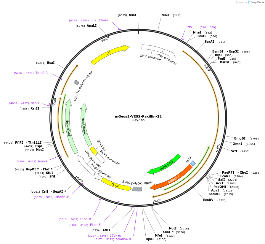 57536-plasmid-map-sequence-id-217992
