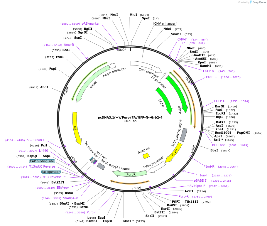 112839-plasmid-map-sequence-id-217996