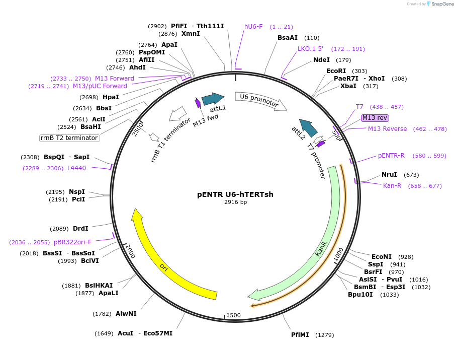 111385-plasmid-map-sequence-id-218010